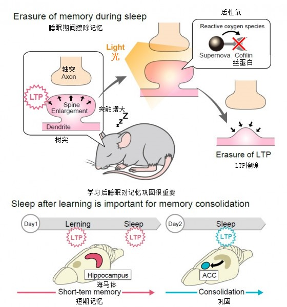 Science：抹去记忆！用光 行业新闻 第2张