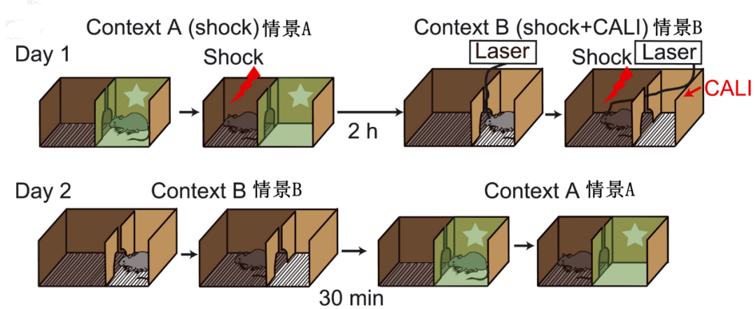 Science：抹去记忆！用光 行业新闻 第3张