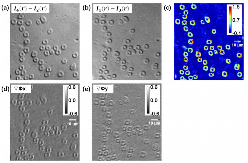 四波梯度光干涉显微用于无标记厚样品成像 行业新闻 第6张