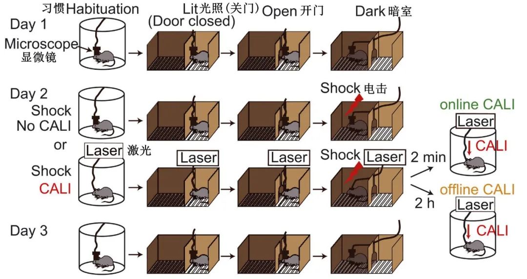 Science：抹去记忆！用光 行业新闻 第4张