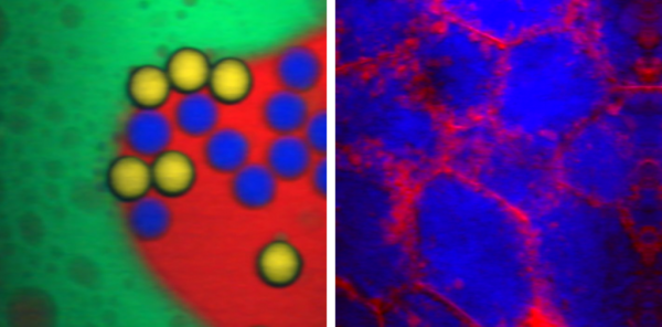 Refined Laser Systems可调谐皮秒激光器PICUS DUO