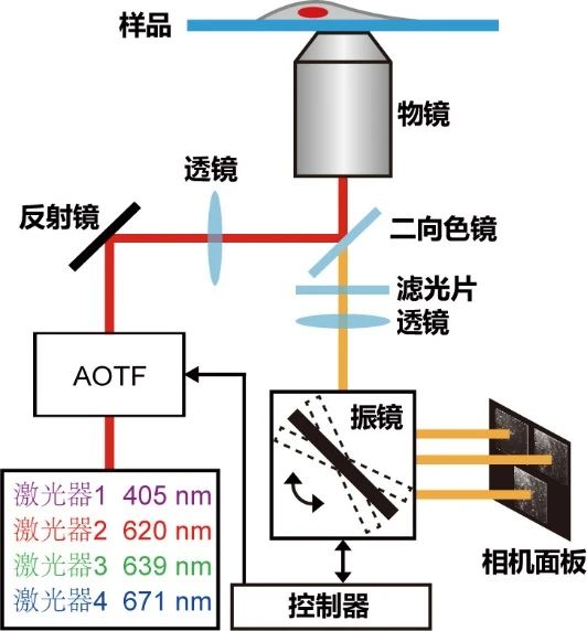 徐涛/纪伟团队在多色超分辨显微成像技术领域取得新突破