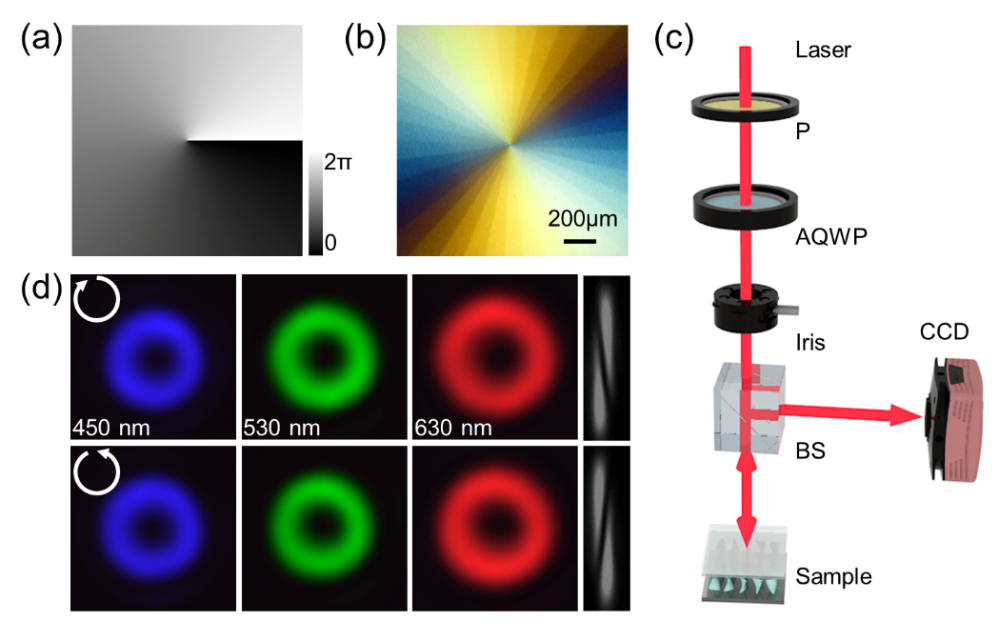 自相位补偿的涡旋光生成 | Advanced Photonics Nexus