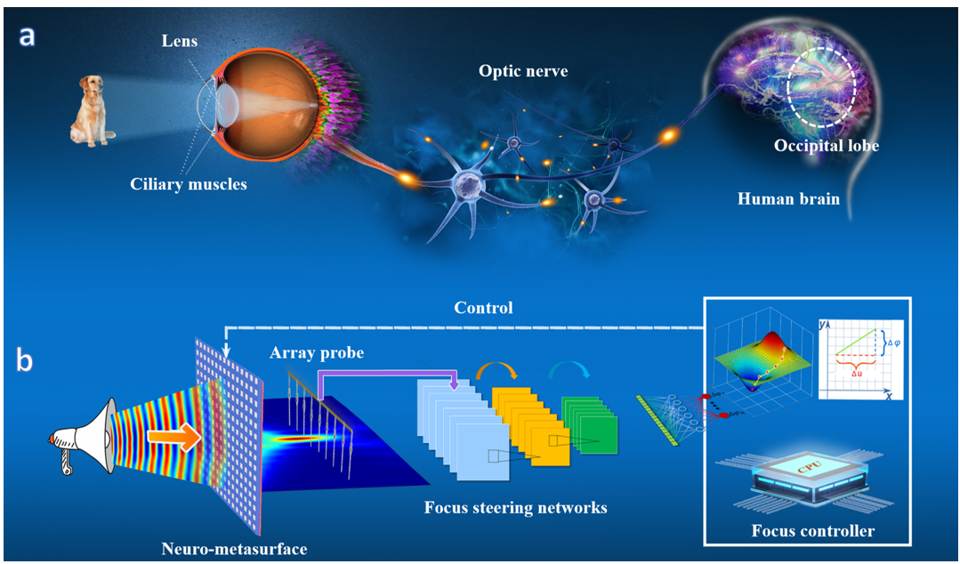 模拟人眼调节模式的自适应超表面聚焦系统