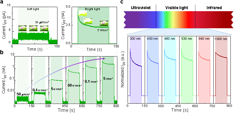 Light | 具备仿生视觉适应功能的自驱动宽带响应光传感器