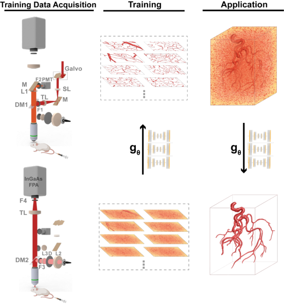 浙江大学钱骏Small Methods：利用深度学习技术提高活体荧光显微镜的光学通量