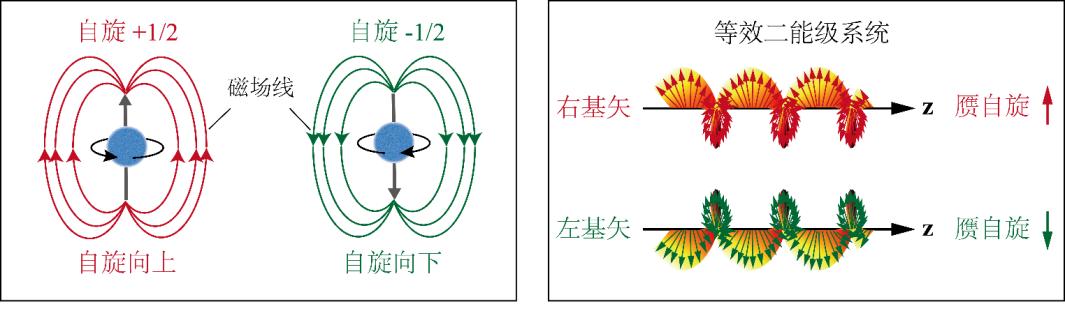 Light | 自旋-轨道光学拉比振荡