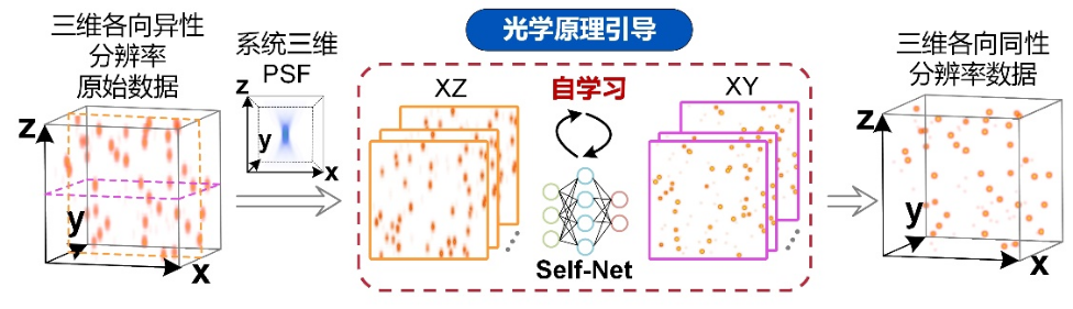 Light | 自学习实现三维同分辨率显微光学成像