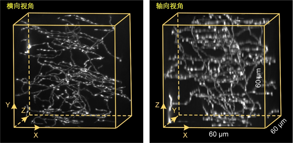 Light | 自学习实现三维同分辨率显微光学成像