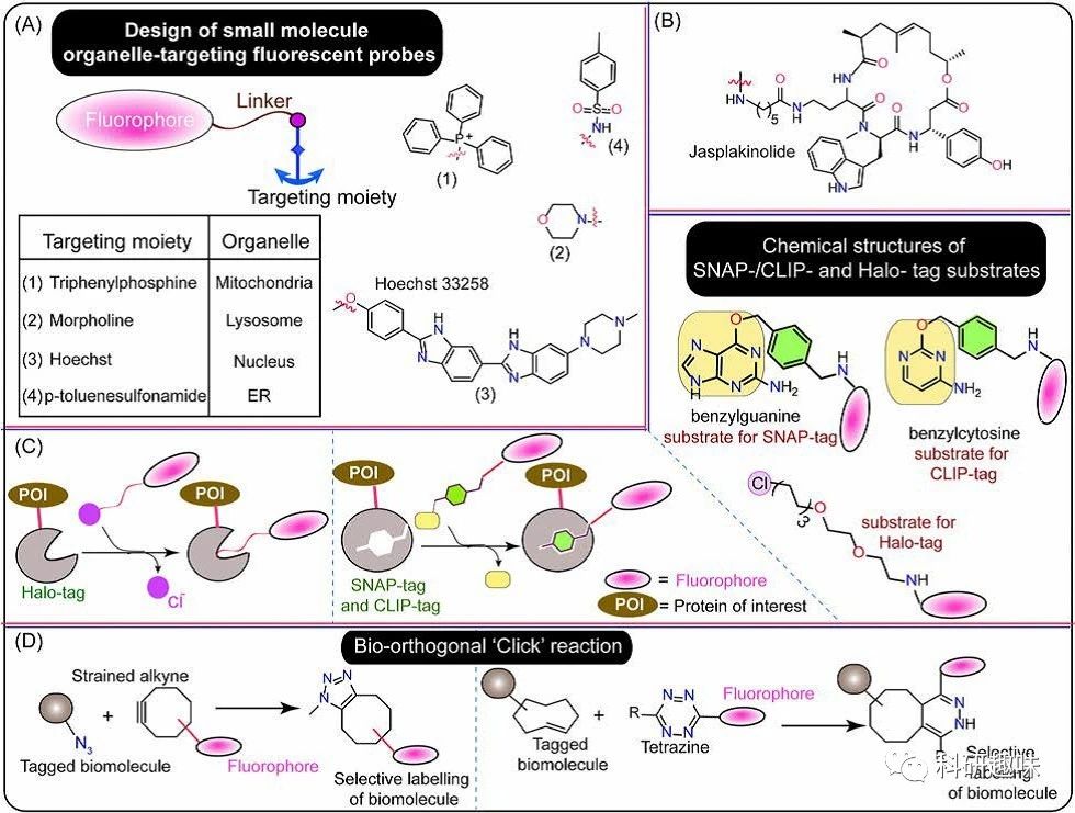 【Chem.Soc.Rev】深圳大学屈军乐/杨志刚，活细胞超分辨荧光显微成像荧光染料的选择与设计