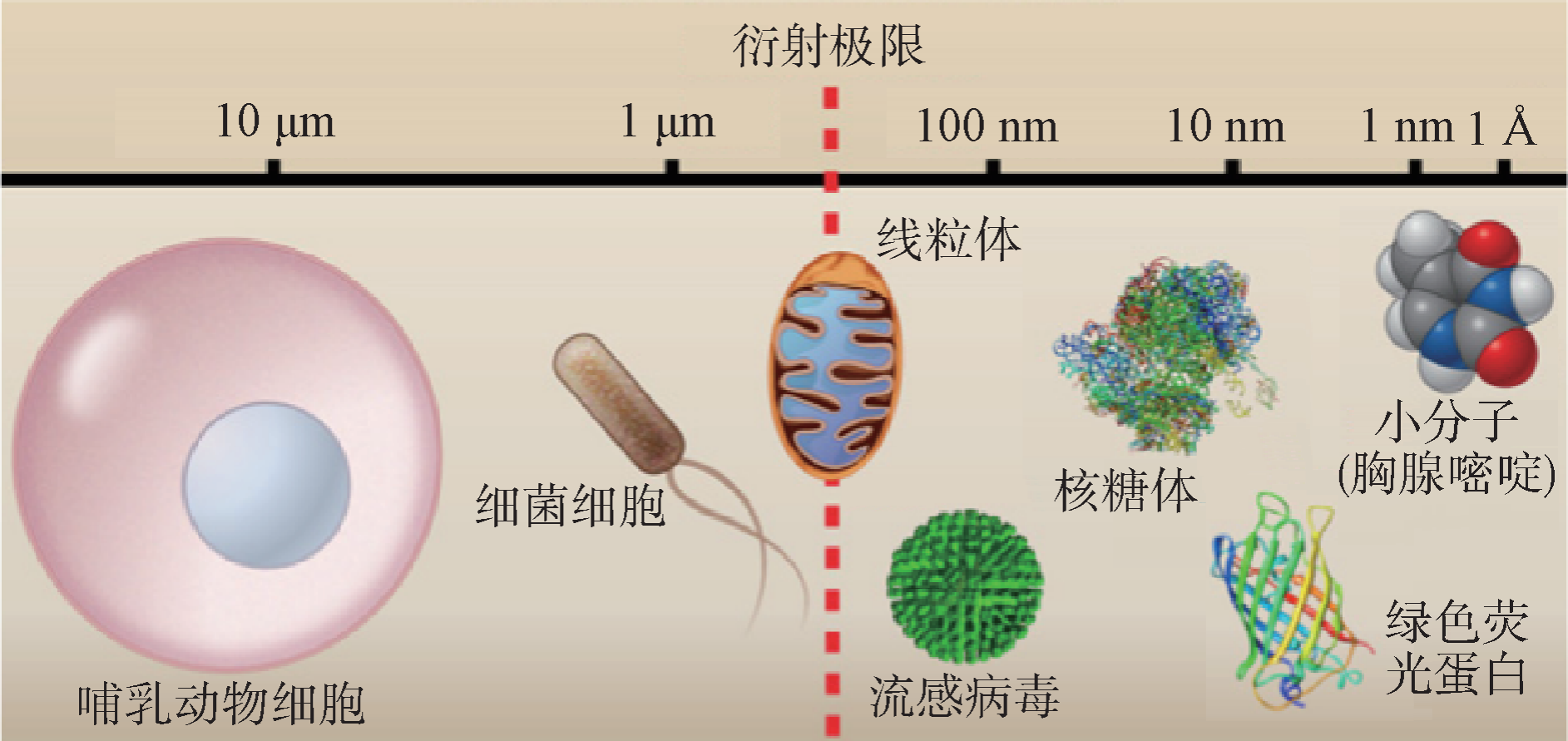 纳米分辨率光学显微成像