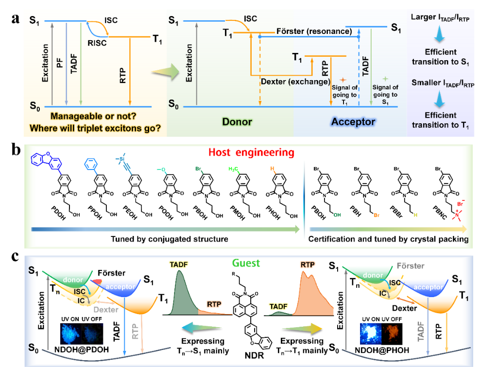 Light | 基于共轭长度调节实现的能量转移过程暨三线态激子跃迁调控