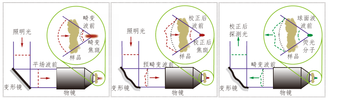 从美苏冷战到微观世界——自适应光学在超分辨显微成像技术中的应用